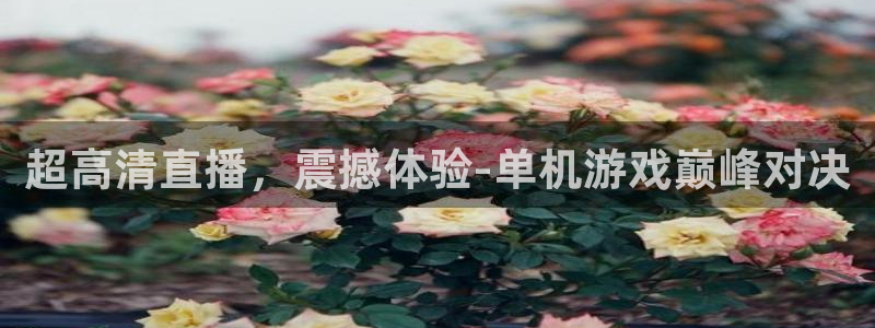 熊猫体育直播免费观看：超高清直播，震撼体验-单机游戏巅峰对决